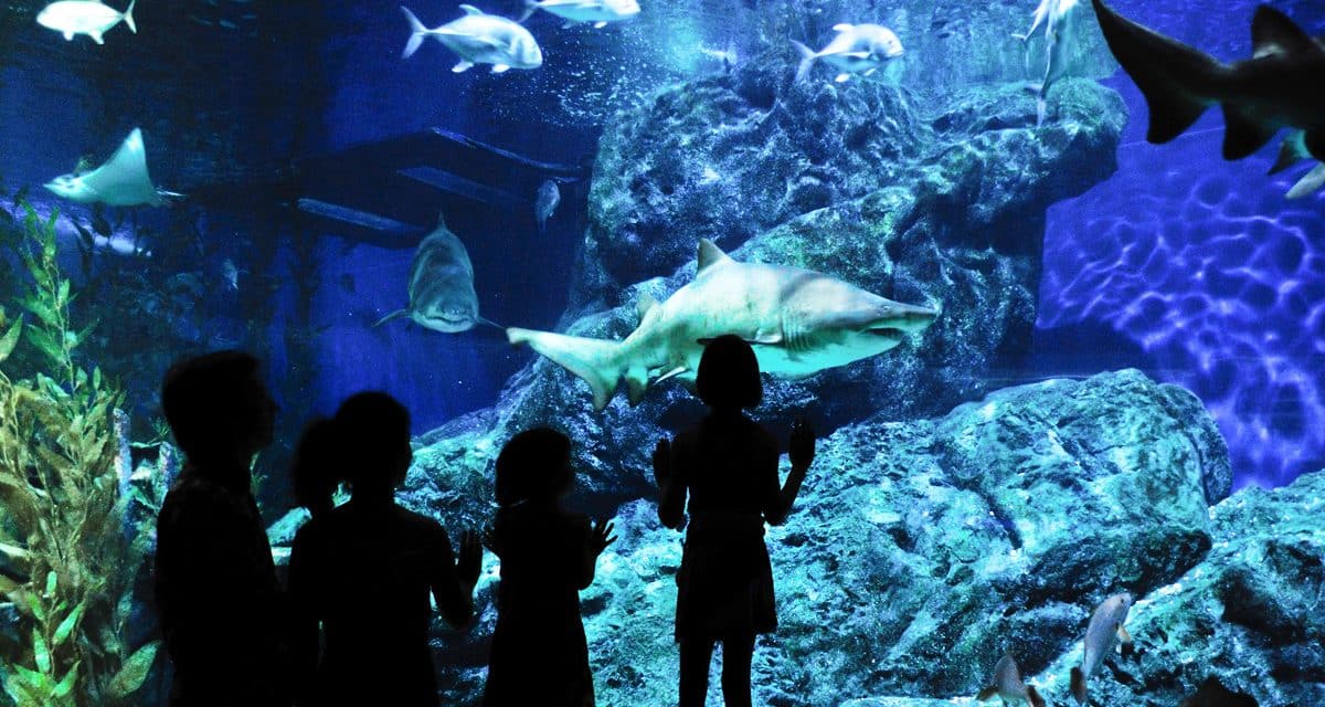 Enjoy Incredible Discounts at Denver’s Top Attractions