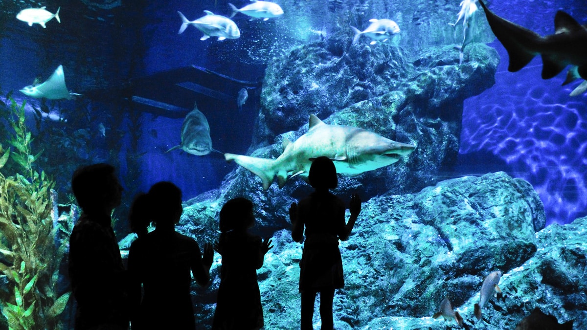 Children watching sharks in a darkened aquarium